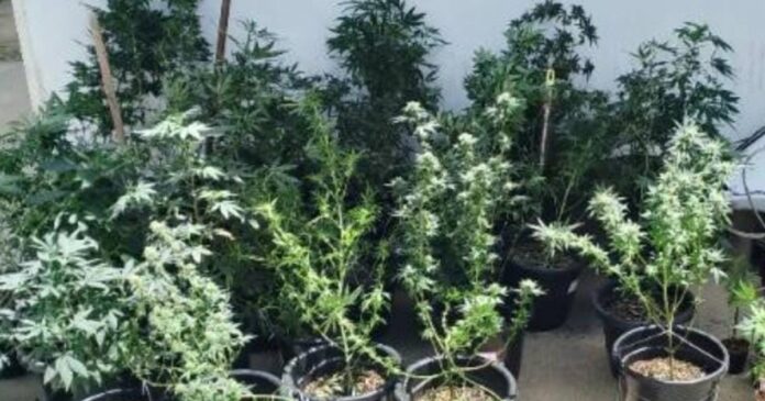 policia-desarticula-laboratorio-de-drogas-com-38-pes-de-maconha-em-serrinha