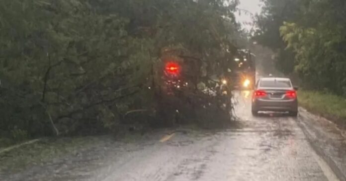 arvores-caidas-afetam-transito-na-br-349-em-bom-jesus-da-lapa