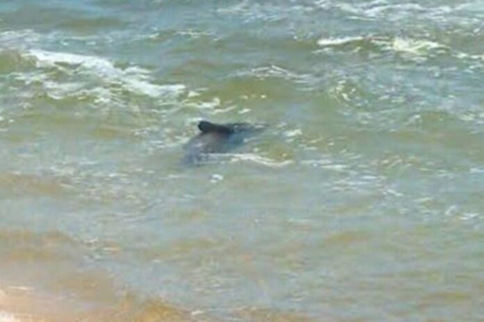 tchau,-joca!-lobo-marinho,-que-encantou-ipanema,-foi-embora