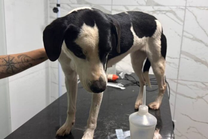 agentes-do-detran-df-acolhem-cao-atropelado-na-vespera-de-natal