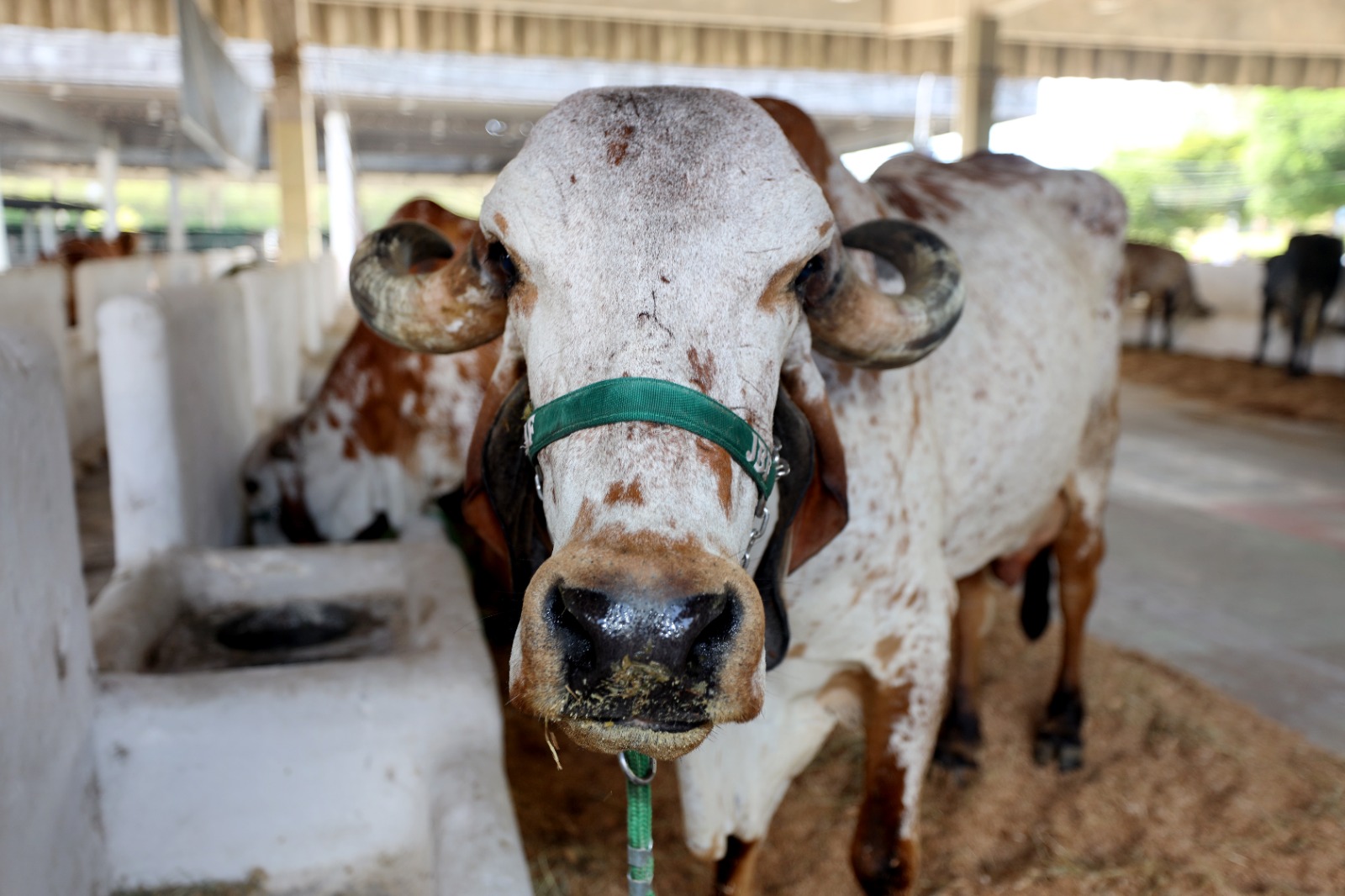 Fenagro impulsiona agronegócio baiano com apoio do governo e anúncio de concurso para Defesa Agropecuária 6 Fotos Wuiga Rubini GOVBAApp Image 2024 12 01 at 19.15.28
