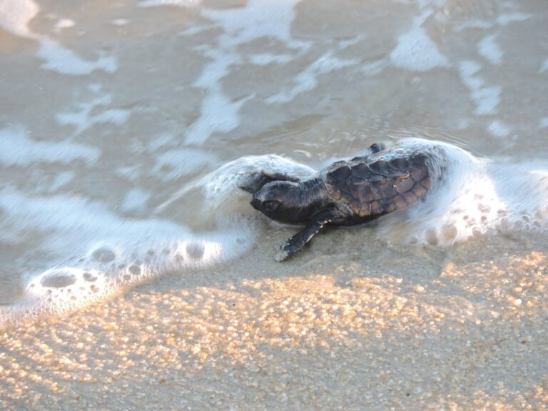 Tartarugas marinhas iniciam jornada na luta pela vida em soltura nas areias do Prado