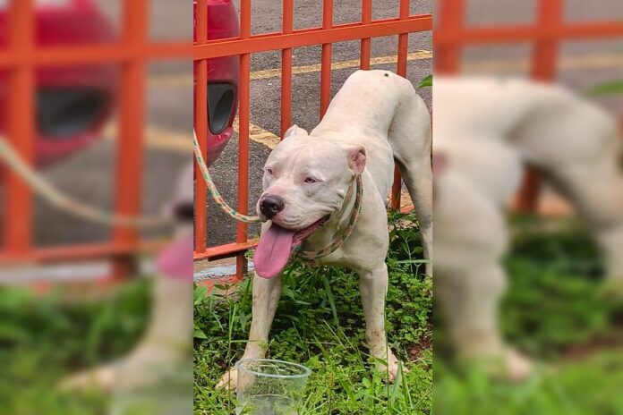 motorista-que-atropelou-pit-bull-do-df-queria-se-vingar-de-cachorro