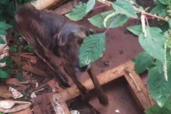 maus-tratos-em-sp:-cachorro-morto-e-mais-5-feridos-sao-encontrados