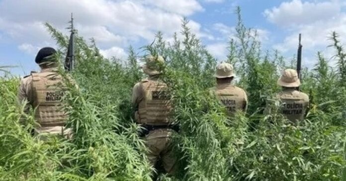 policia-militar-erradica-65-mil-pes-de-maconha-em-curaca