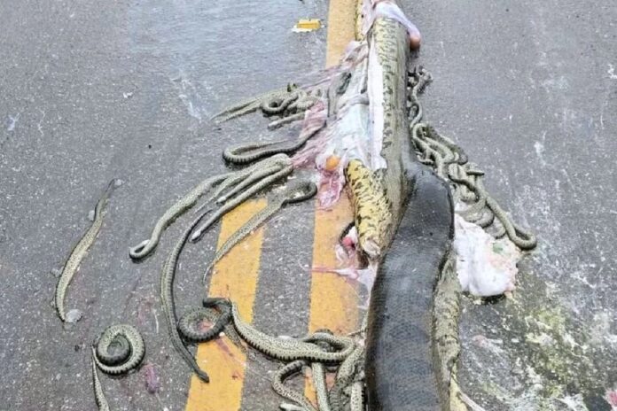 especie-de-sucuri-gravida-atropelada-em-rodovia-nao-e-agressiva.-veja