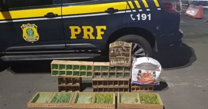 prf-resgata-mais-de-130-aves-silvestres-em-condicoes-precarias-na-br-101