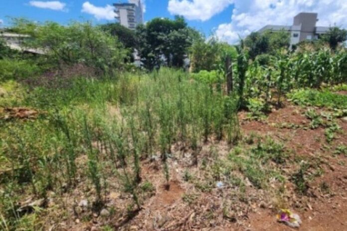 morador-sai-para-passear-com-o-cachorro-e-encontra-artefato-explosivo