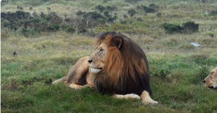 empresario-aplica-golpes-com-promessa-de-safari-e-hospedagem-na-africa-do-sul