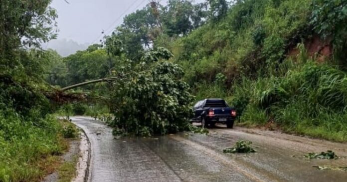 video:-arvore-cai-na-ba-130-e-interdita-rodovia-no-sudoeste-baiano