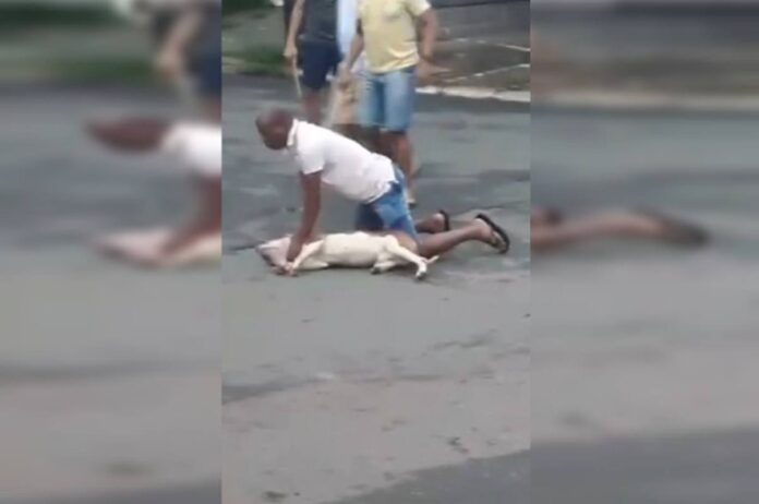 video:-pm-“monta”-em-pit-bull-feroz-apos-ataque-brutal-a-cachorro