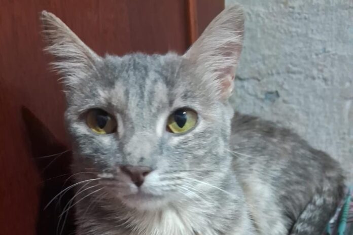 familia-coloca-46-gatos-para-adocao-apos-morte-de-protetora-de-animais