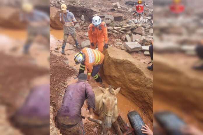 cavalo-que-ficou-atolado-apos-enxurrada-e-resgatado-de-vala-de-2,5m