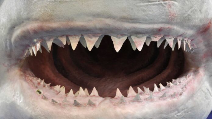boca-grande-e-dentes-de-agulha:-confira-o-top-10-das-mordidas-mais-fortes-do-reino-animal