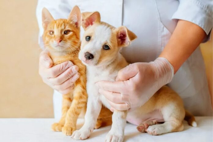 primeiros-socorros-em-pets:-saiba-o-que-fazer-em-uma-emergencia