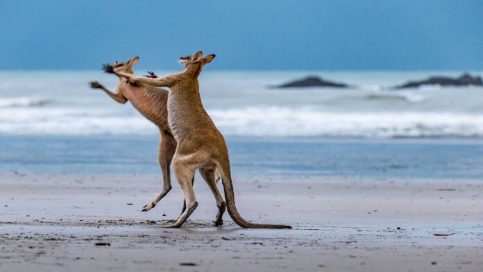 soco-e-chutes:-conheca-o-top-10-dos-animais-com-golpes-mais-fortes-e-velozes-da-natureza