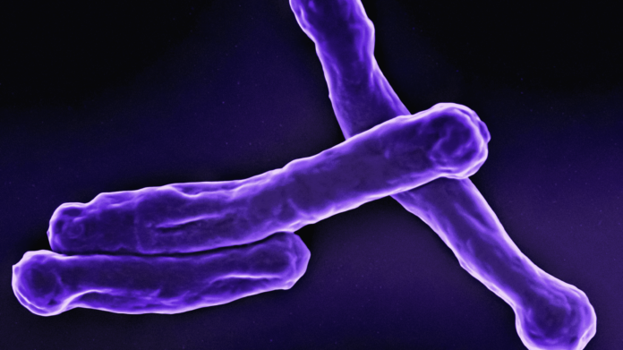 tuberculose:-como-a-doenca-afeta-o-corpo-e-quais-orgaos-atinge?