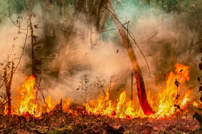 queima-de-restos-de-madeira-piora-qualidade-do-ar-na-amazonia