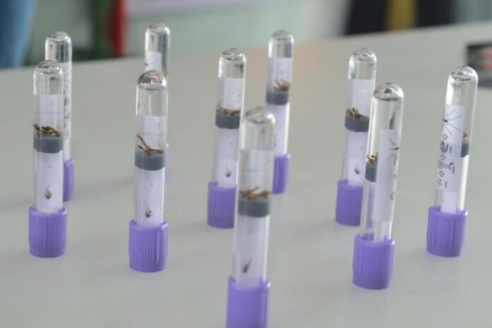 sao-paulo-confirma-17-mortes-por-dengue-nos-primeiros-28-dias-do-ano
