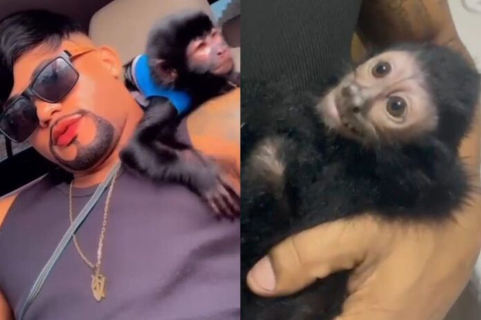 filhote-de-macaco-e-resgatado-em-casa-de-influenciador-“profeta”-em-sp