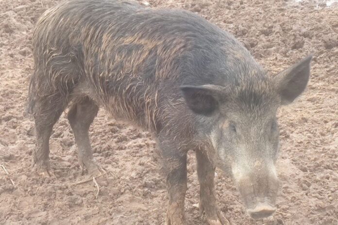 javaporco:-homem-e-autuado-por-manter-animal-hibrido-em-chacara