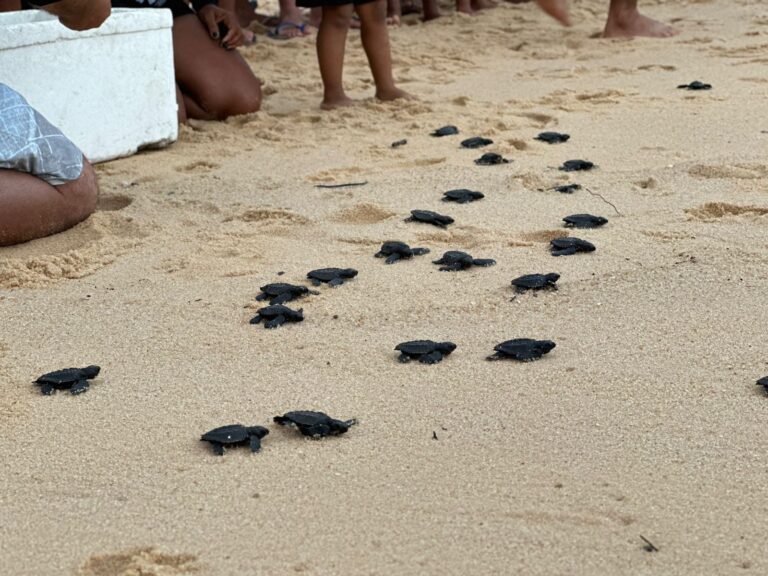 Mais de 160 tartarugas marinhas foram soltas no litoral de Alcobaça