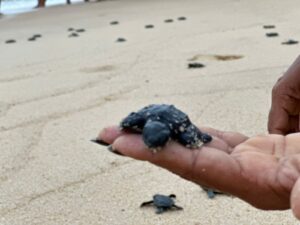 Soltura de tartarugas marinhas no litoral de Alcobaca 2 1