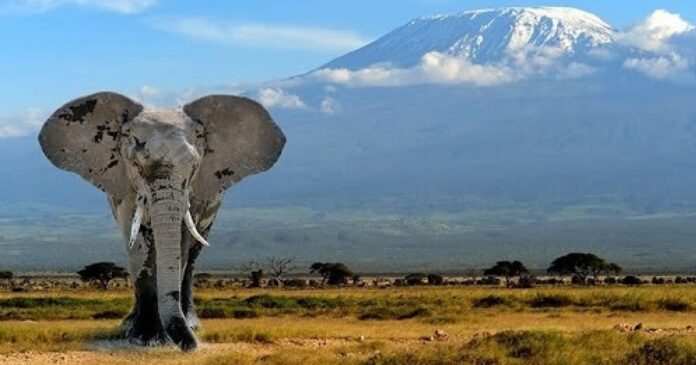 davidson-pelo-mundo:-africa-da-vez!