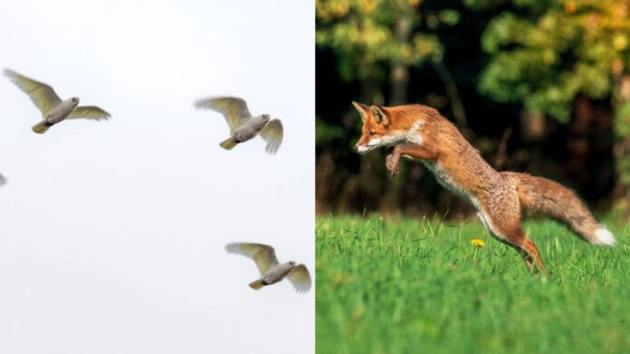 animais-(e-humanos)-parecem-sentir-campo-magnetico-da-terra