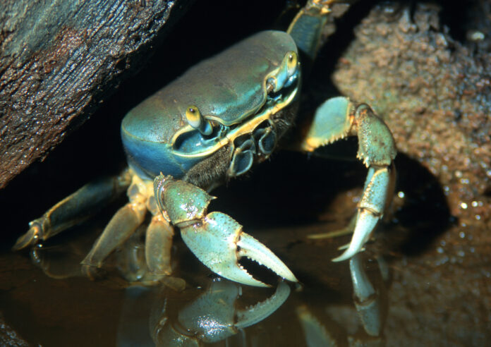 conheca-a-especie-invasora-que-esta-dominando-os-oceanos