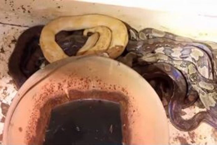 sucuri-e-pitons:-pm-separa-briga-de-vizinhos-e-acha-30-cobras-em-casa