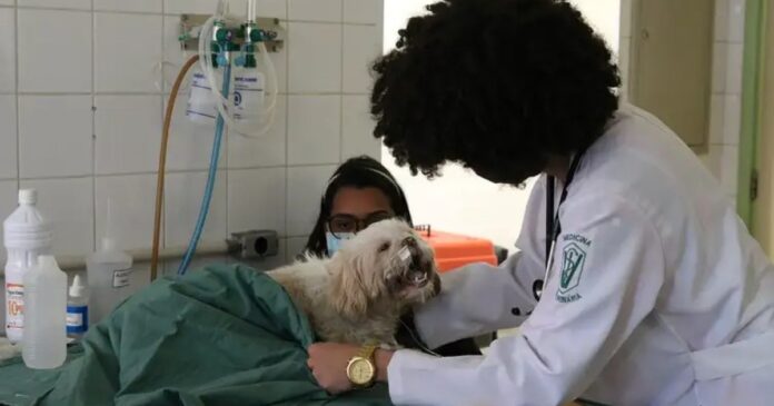 conselho-de-medicina-veterinaria-da-bahia-lanca-concurso-com-salarios-chegando-a-r$-8-mil