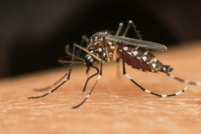 dengue:-cuidados-devem-ser-redobrados-no-periodo-chuvoso 