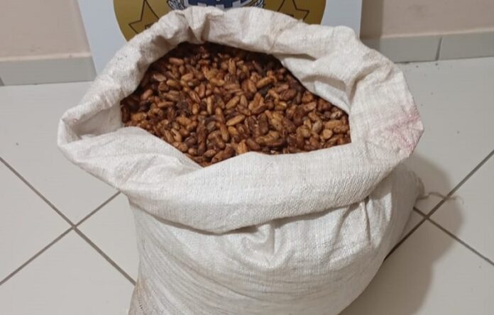 policia-civil-recupera-carga-de-cacau-furtada-em-fazenda-entre-eunapolis-e-porto-seguro policia-civil-recupera-carga-de-cacau-furtada-em-fazenda-entre-eunapolis-e-porto-seguro