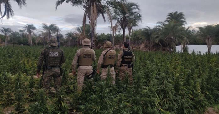 pf-e-pm-erradicam-mais-de-5-mil-pes-de-maconha-no-norte-baiano