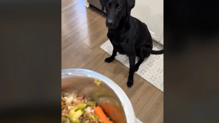 cachorro-escolhe-a-refeicao-e-‘reza-‘antes-de-comer;-veja-o-video