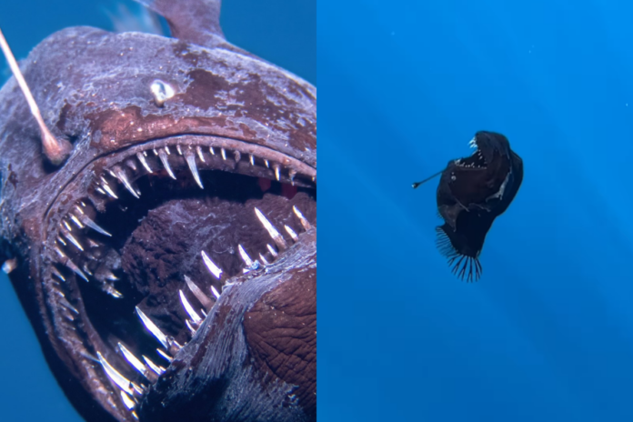 video:-peixe-diabo-negro-e-visto-pela-primeira-vez-em-aguas-rasas