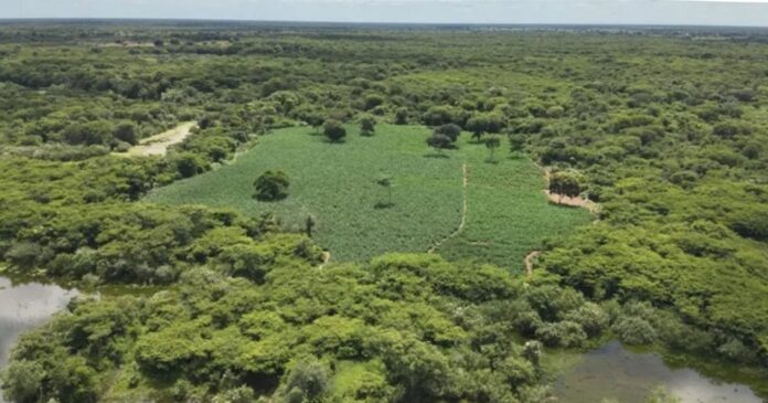 policia-militar-apreende-mais-de-50-mil-pes-de-maconha-em-plantacao-em-carinhanha