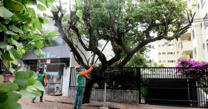 seman-intensifica-poda-de-arvores-nos-circuitos-do-carnaval