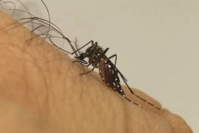 dengue:-1a-morte-em-2025-na-cidade-de-sp-e-de-uma-menina-de-11-anos