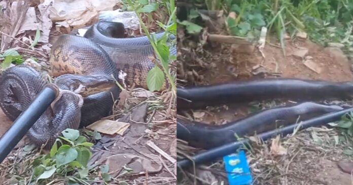policiais-resgatam-sucuri-no-bairro-de-mussurunga,-em-salvador