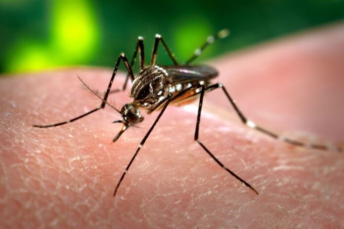 chikungunya:-sp-registra-primeira-morte-pela-doenca-no-estado-em-2025