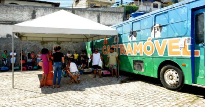 prefeitura-de-salvador-oferece-servico-de-castracao-para-animais-domesticos-em-itapua