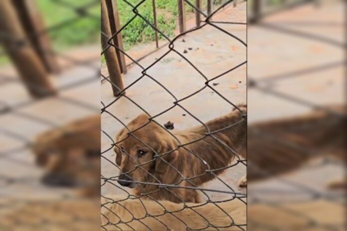 delegado-sobre-fabrica-de-filhotes-de-animais-no-df:-“filme-de-terror”