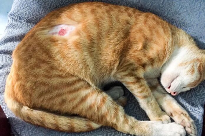 esporotricose-felina:-doenca-pode-ser-mortal-para-os-gatos;-entenda