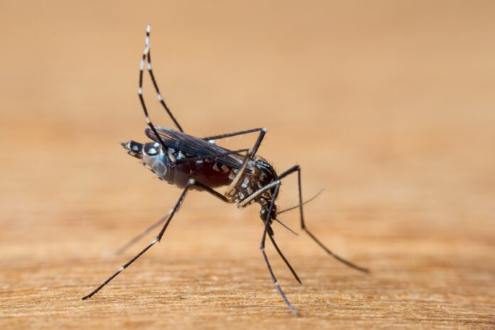 remedio-contra-insuficiencia-cardiaca-pode-ajudar-a-no-combate-a-zika