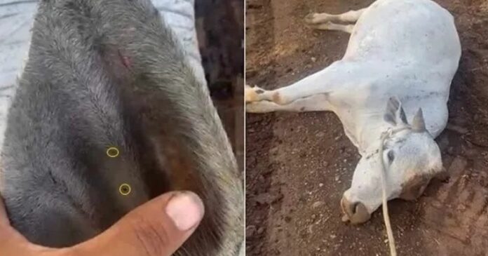 boi-morre-apos-ser-picado-por-cascavel-em-fazenda-na-regiao-sisaleira