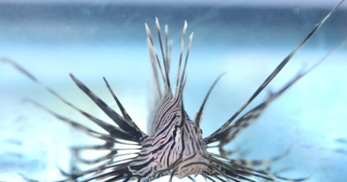 peixe-leao-e-encontrado-pela-primeira-vez-na-bahia;-especie-foi-capturada-em-morro-de-sao-paulo