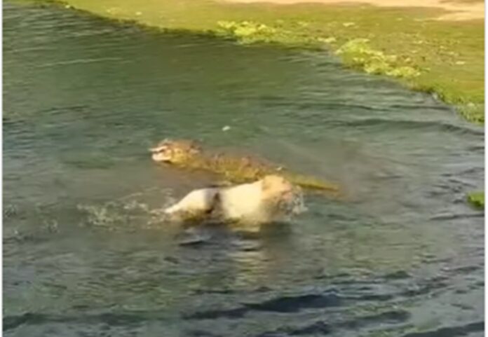 video:-caramelo-luta-com-jacare-e-foge-apos-ataque-brutal-em-lago