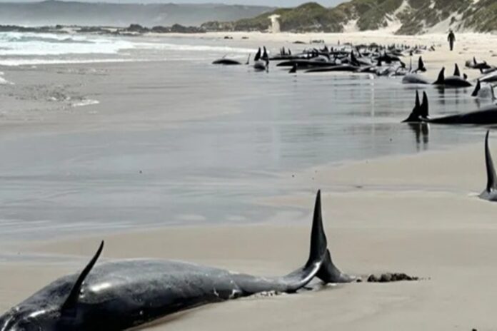 apos-encalhe,-quase-100-golfinhos-serao-sacrificados-na-australia